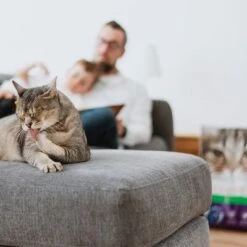 Intersand Classic Pine Forest Scented Cat Litter 13 Intersand Classic Pine Forest Scented Cat Litter -Trixie Store 248818 intersand classic katzenstreu pinienwald hs 06 9