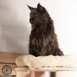 Natural Paradise Wall Scratching Board - Dahlia -Trixie Store 99396 np wkb krea 1000x1000 logo la mg 6053 7