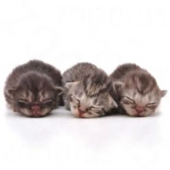 Royal Canin Babycat Milk 8 Royal Canin Babycat Milk -Trixie Store rc catmilk2 6