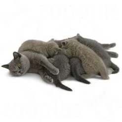 Royal Canin Babycat Milk 9 Royal Canin Babycat Milk -Trixie Store rc catmilk 5