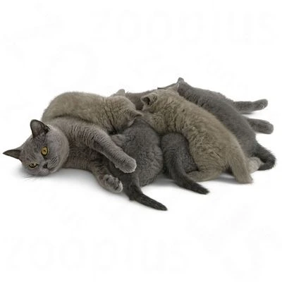 Royal Canin Babycat Milk 6 Royal Canin Babycat Milk - Image 4