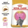 Royal Canin British Shorthair Kitten -Trixie Store rc fbn kittenbritishshorthair breed kitten 001 uk english 3