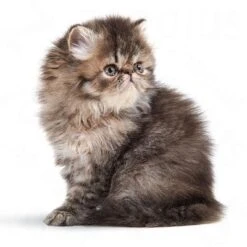 Royal Canin Persian Kitten 14 Royal Canin Persian Kitten -Trixie Store rc persiank 4