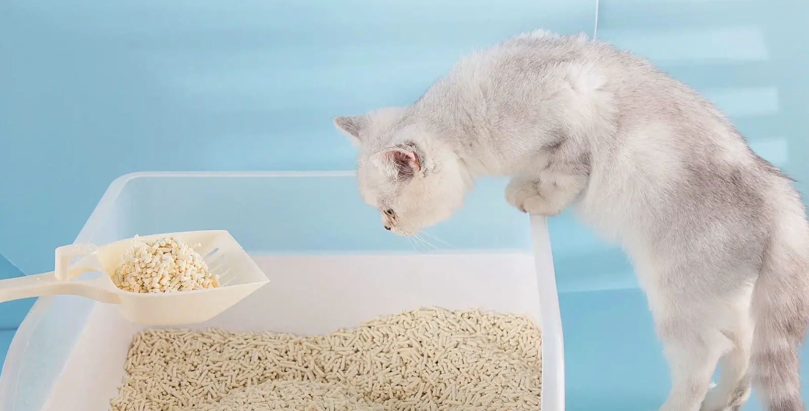 Trixie Store -Trixie Store cat 2