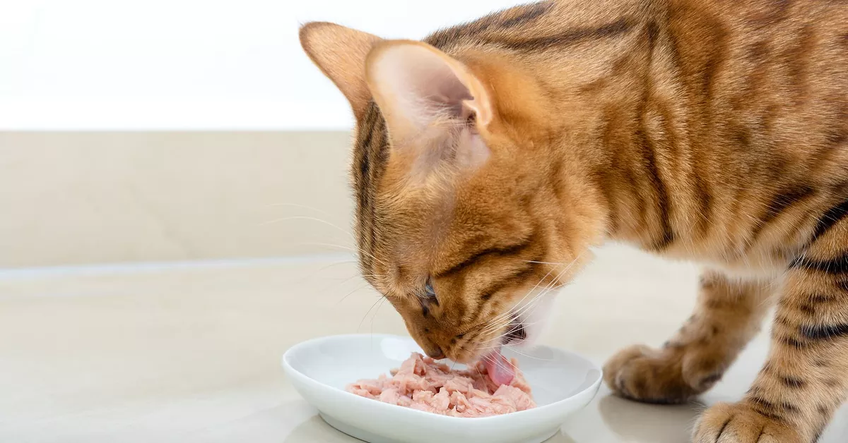 Trixie Store -Trixie Store social 44629543